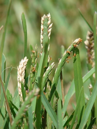 Stenotaphrum secunda